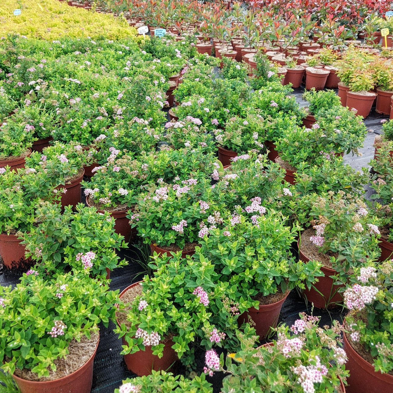 Obrázok Tavoľník japonský (Spiraea Japonica) ´LITTLE PRINCESS´ - výška 15-25 cm, kont. C2L